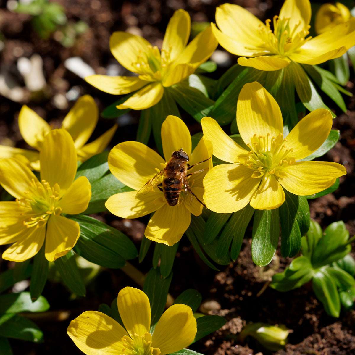 Vente 10 Helléborines - Eranthis hyemalis