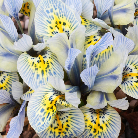 10 Iris reticulé Katherine Hodgkin - Bakker