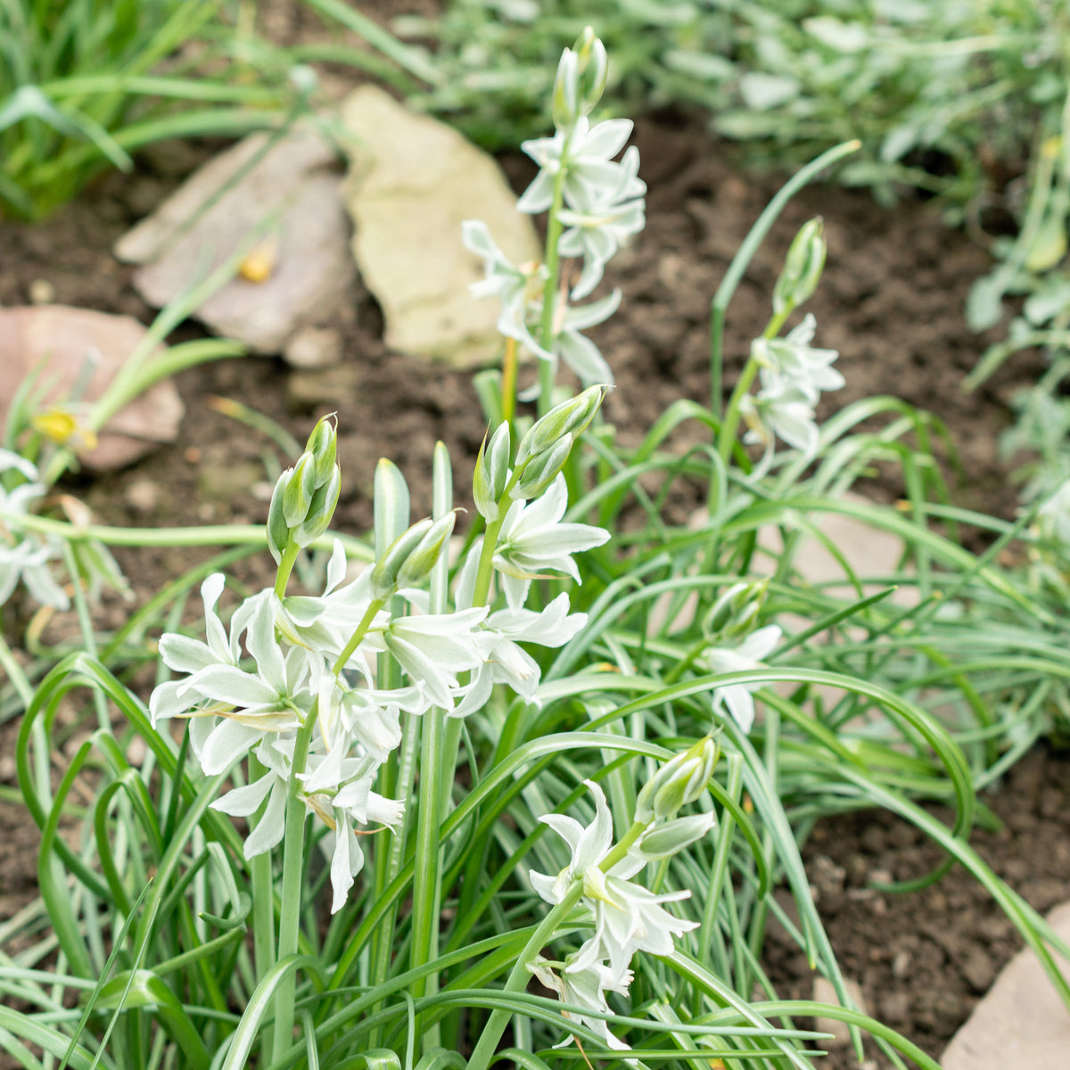 Ornithogale Saundersiae - Bakker