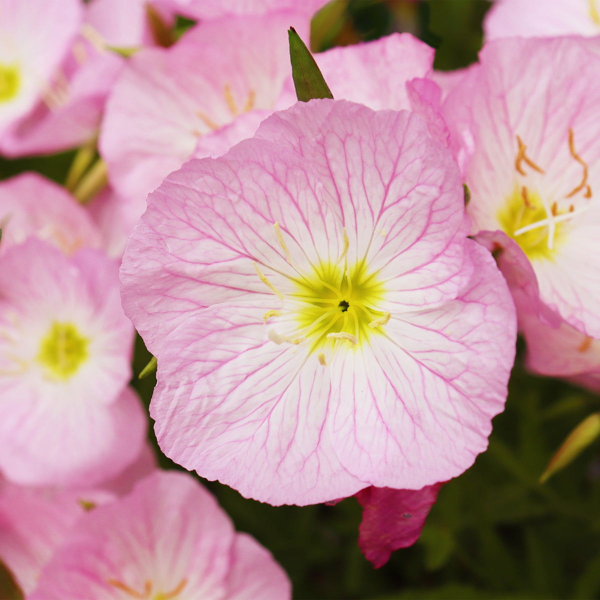 Vente 2 Oenothères roses Siskiyou Pink - Oenothera speciosa Siskiyou Pink