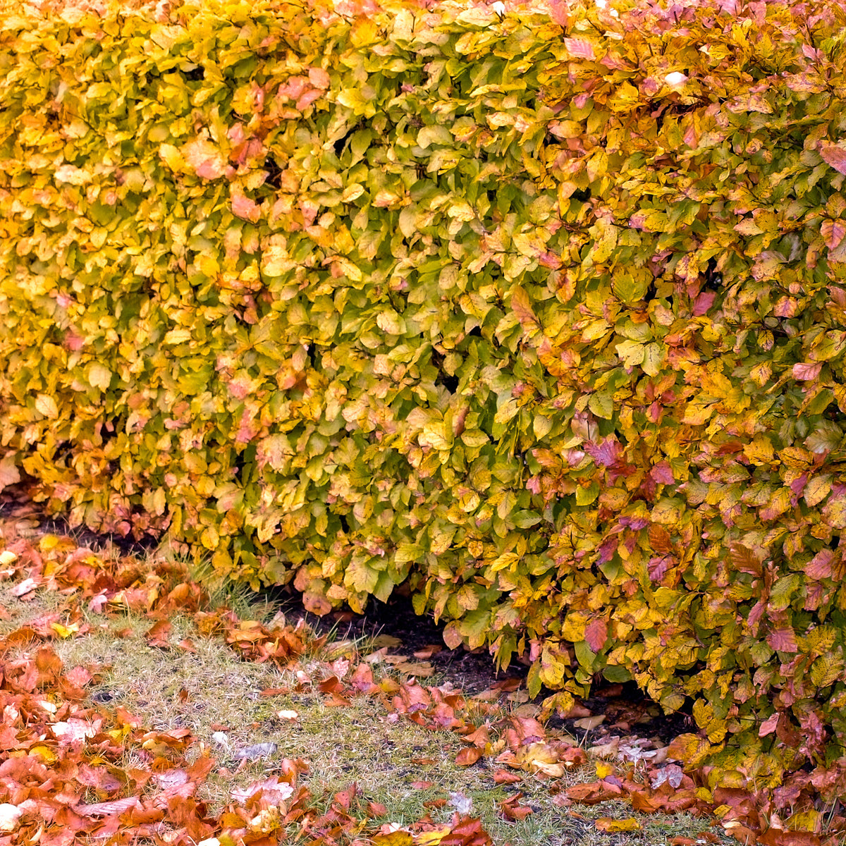 Fagus sylvatica - Hêtre commun #1 - Hêtres et Charmes