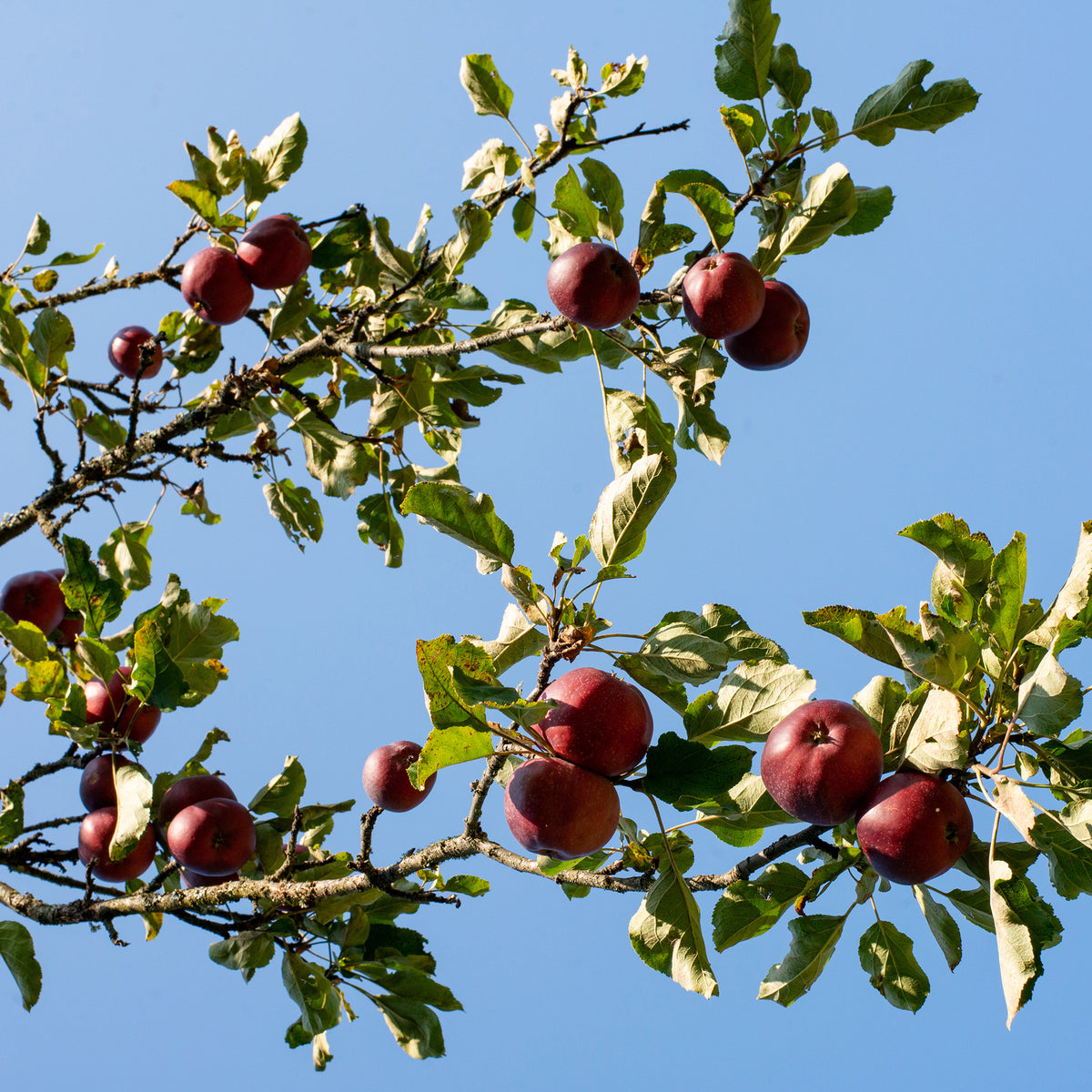 Pommier Pulpe Rouge