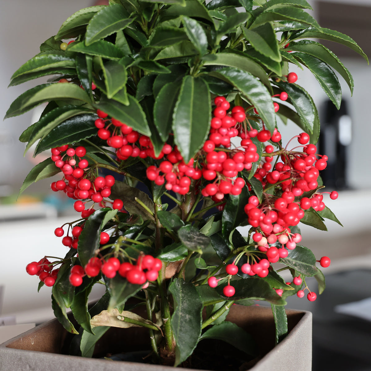 Bois de Noël - Ardisia crenata - Bakker