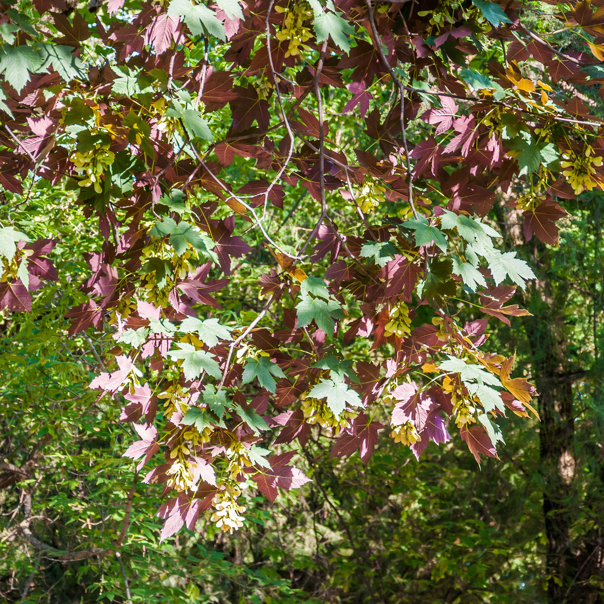 Erable sycomore Atropurpureum - Bakker