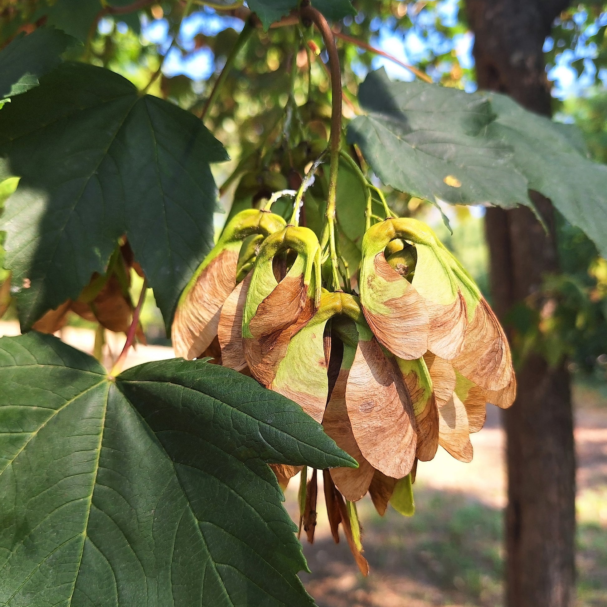 Acer pseudoplatanus - Erable sycomore - Érable