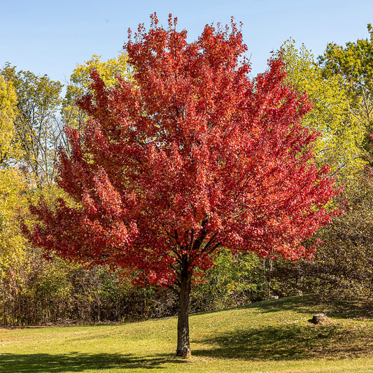 Erable argenté - Bakker