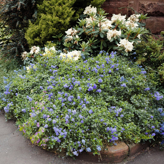 Céanothe Yankee point - Lilas de californie - Bakker