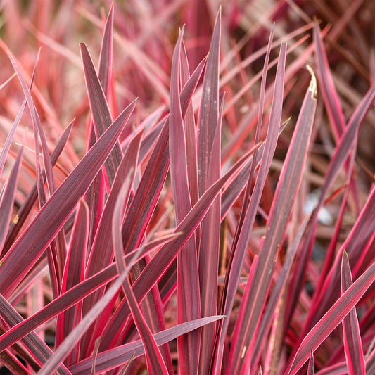 Cordyline australis Festival Rasberry® - Bakker