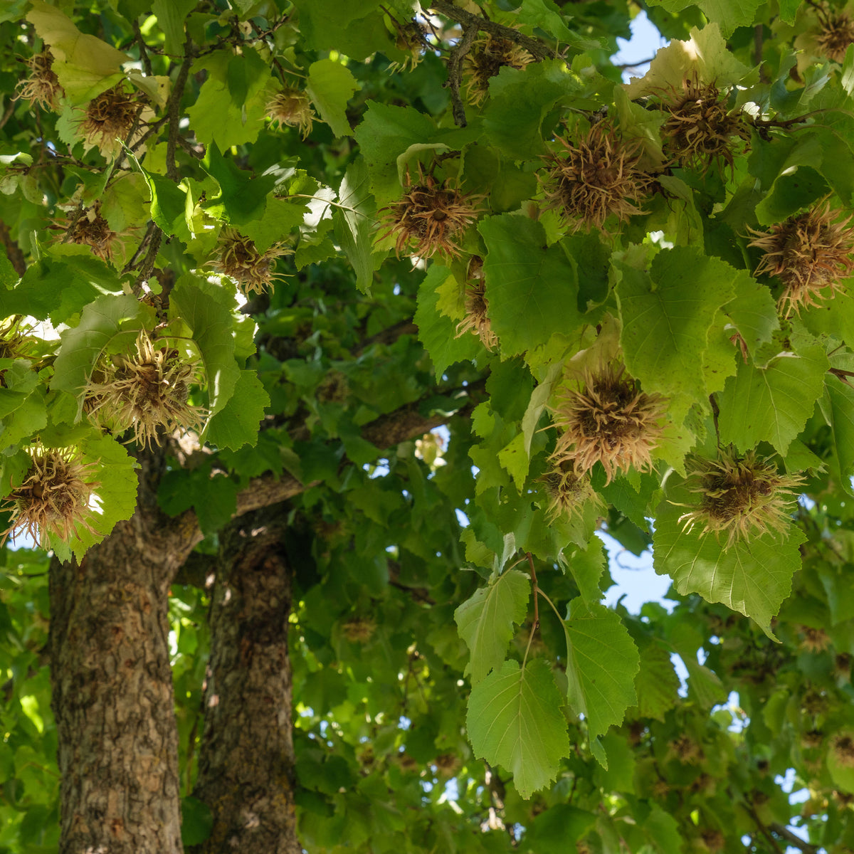 Corylus colurna - Noisetier de Byzance - Noisetier