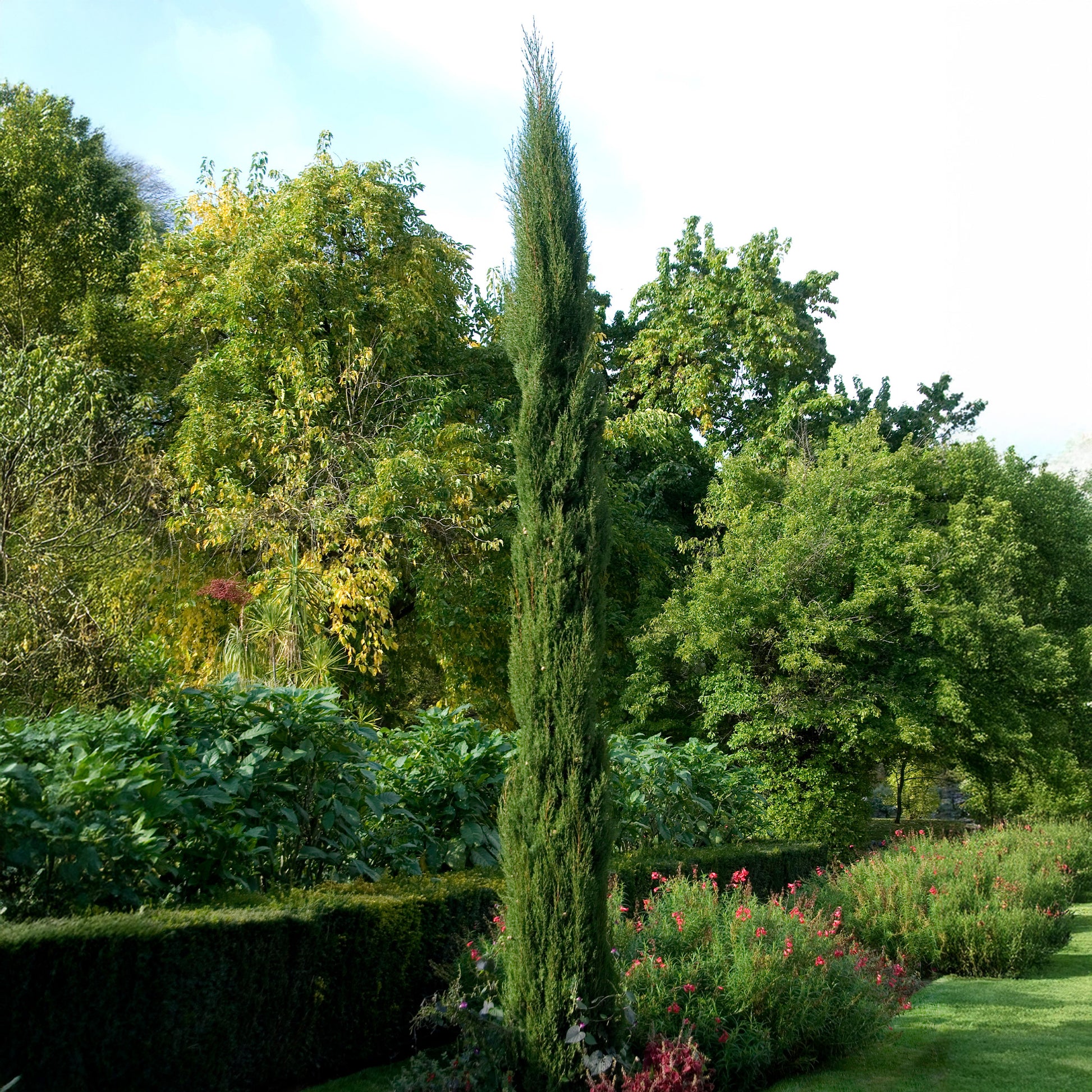 Conifères - Cyprès d'Italie Stricta - Cupressus sempervirens Stricta
