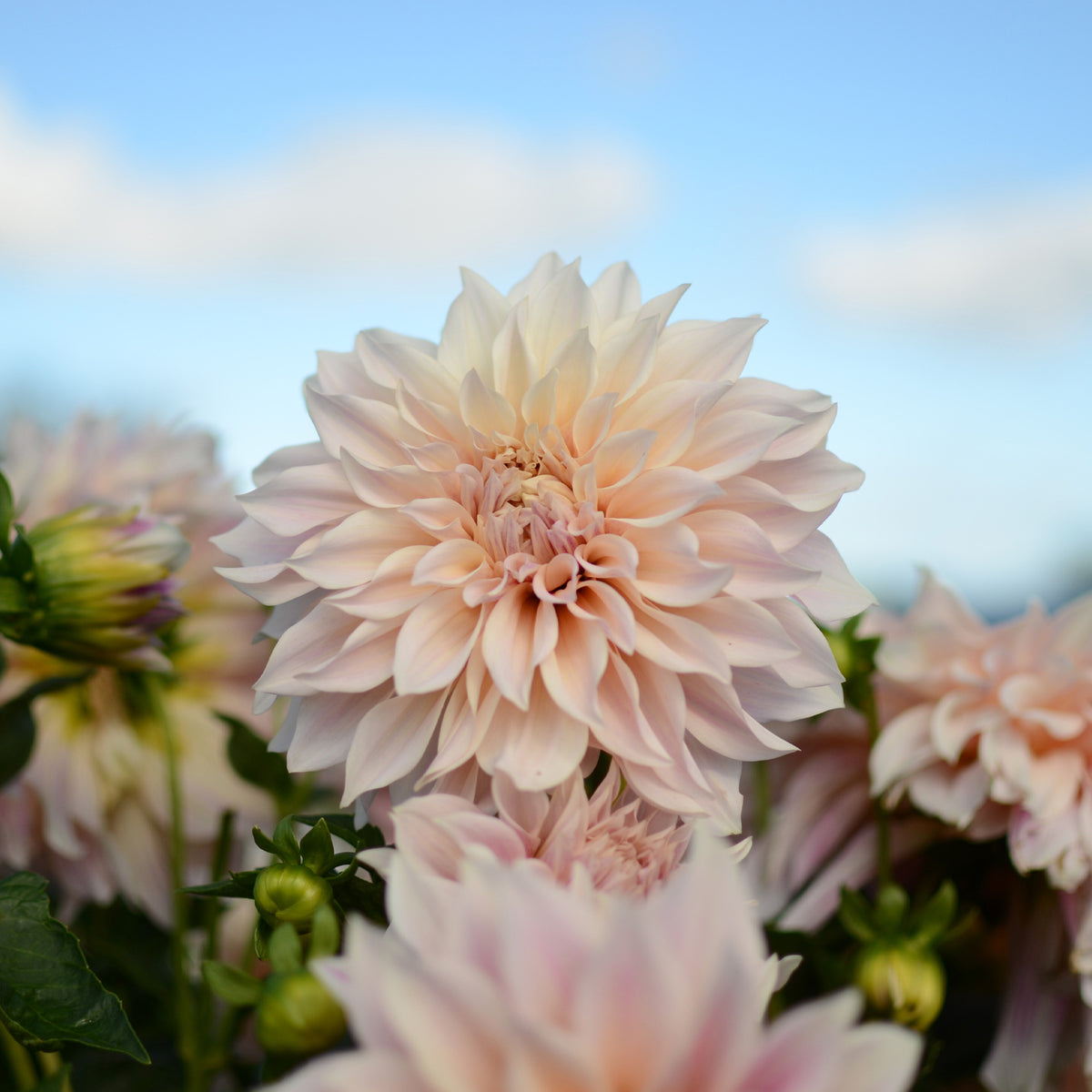 Dahlia Café au Lait - 3 Dahlias Café au lait - Bulbes de Dahlia