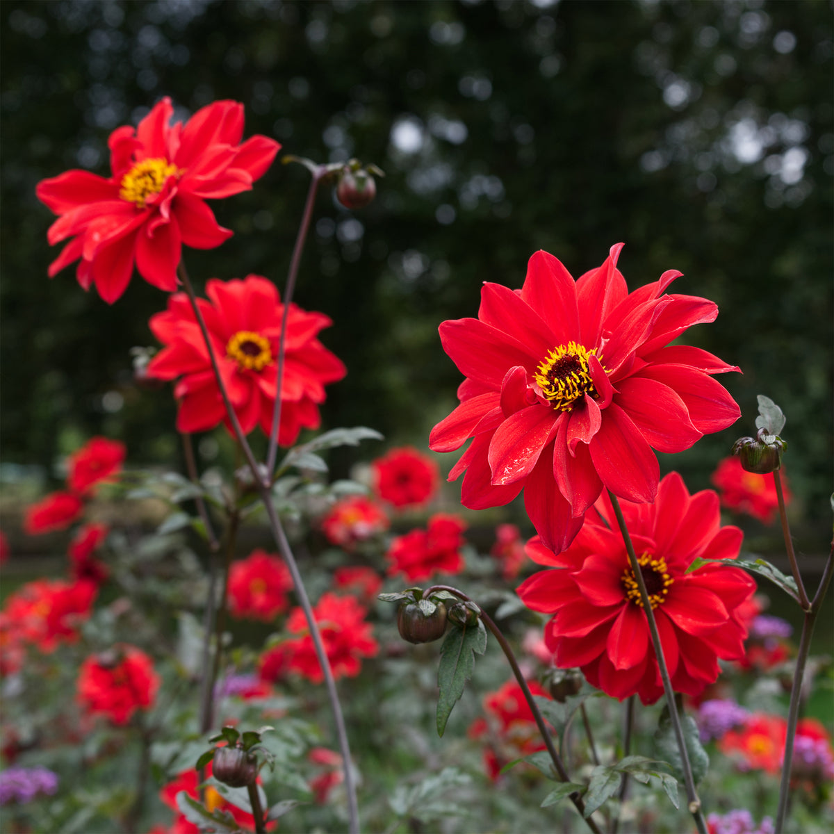 Dahlia Bishop of Llandaff - Dahlia Bishop of Llandaff - Bulbes de Dahlia