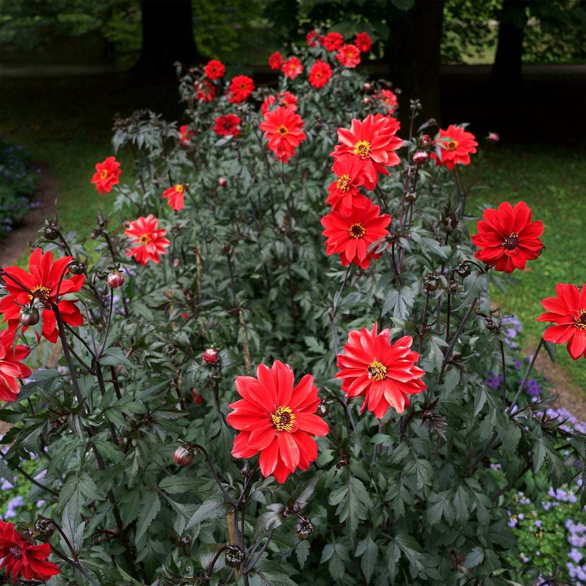 Dahlia Bishop of Llandaff - Bakker
