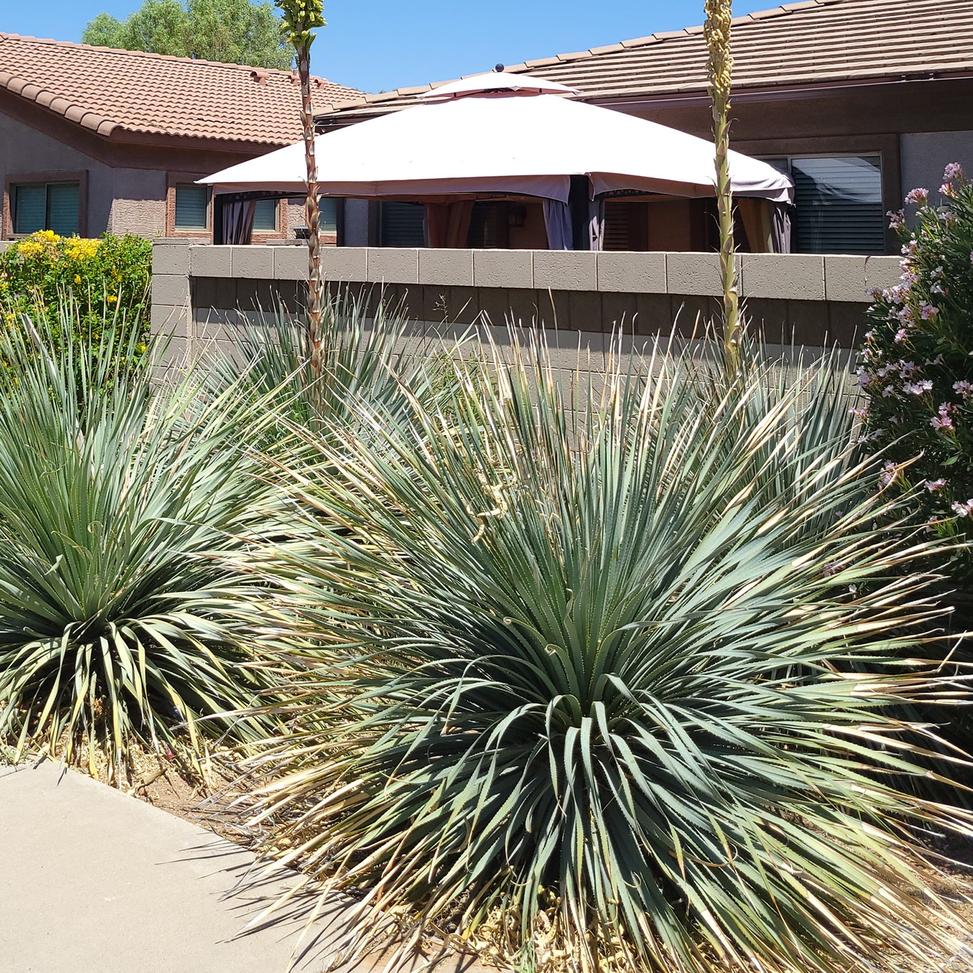 Dasylirion wheeleri - Dasylirion wheeleri - Palmiers