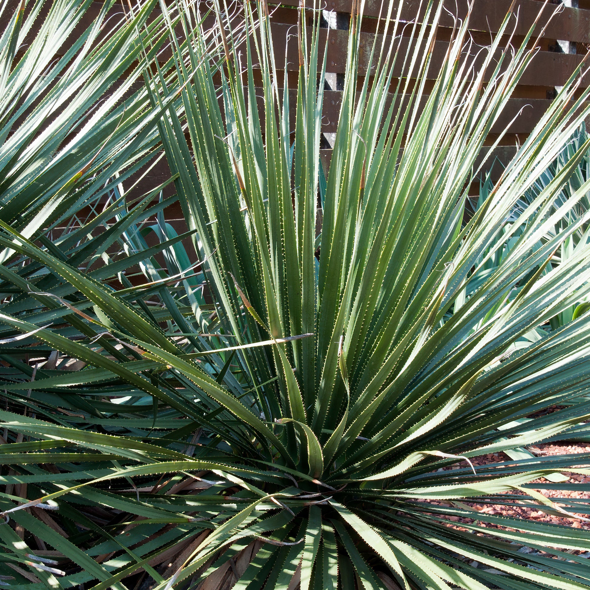 Dasylirion wheeleri - Dasylirion wheeleri - Bakker