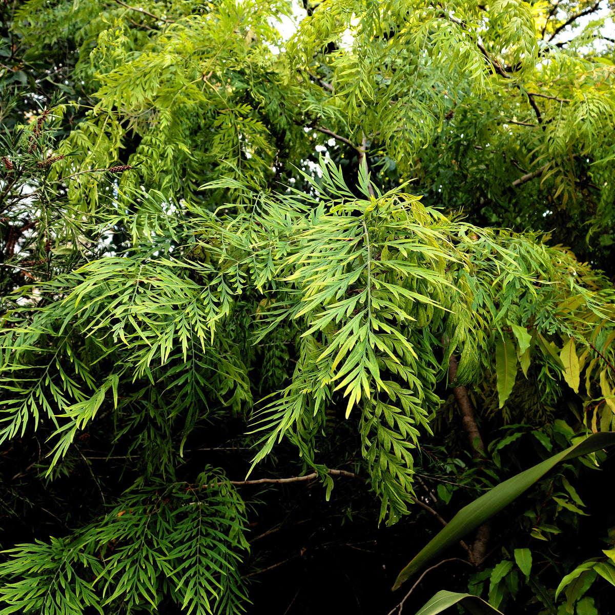 Grévilléa - Chêne soyeux d'Australie - Grevillea robusta - Bakker