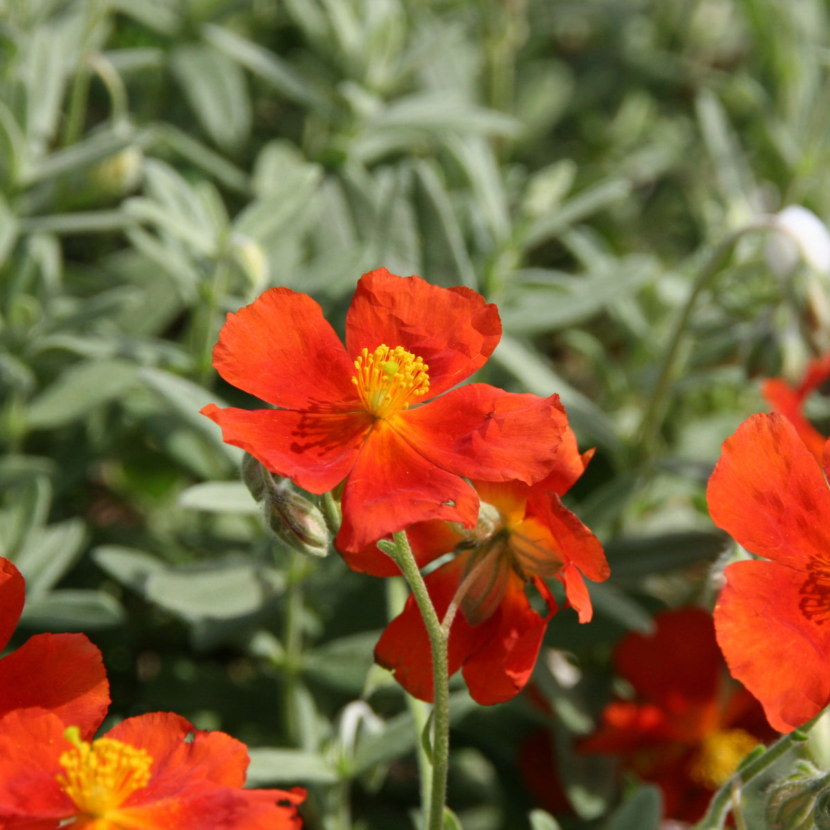 Helianthemum Tomato Red - Hélianthème Tomato Red - Hélianthèmes