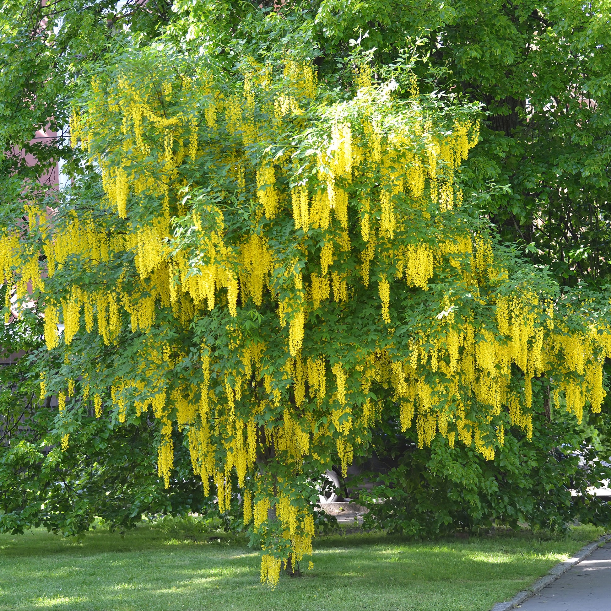 Laburnum anagyroides - Cytise faux ébénier - Cytise à grappes - Arbres fleuris