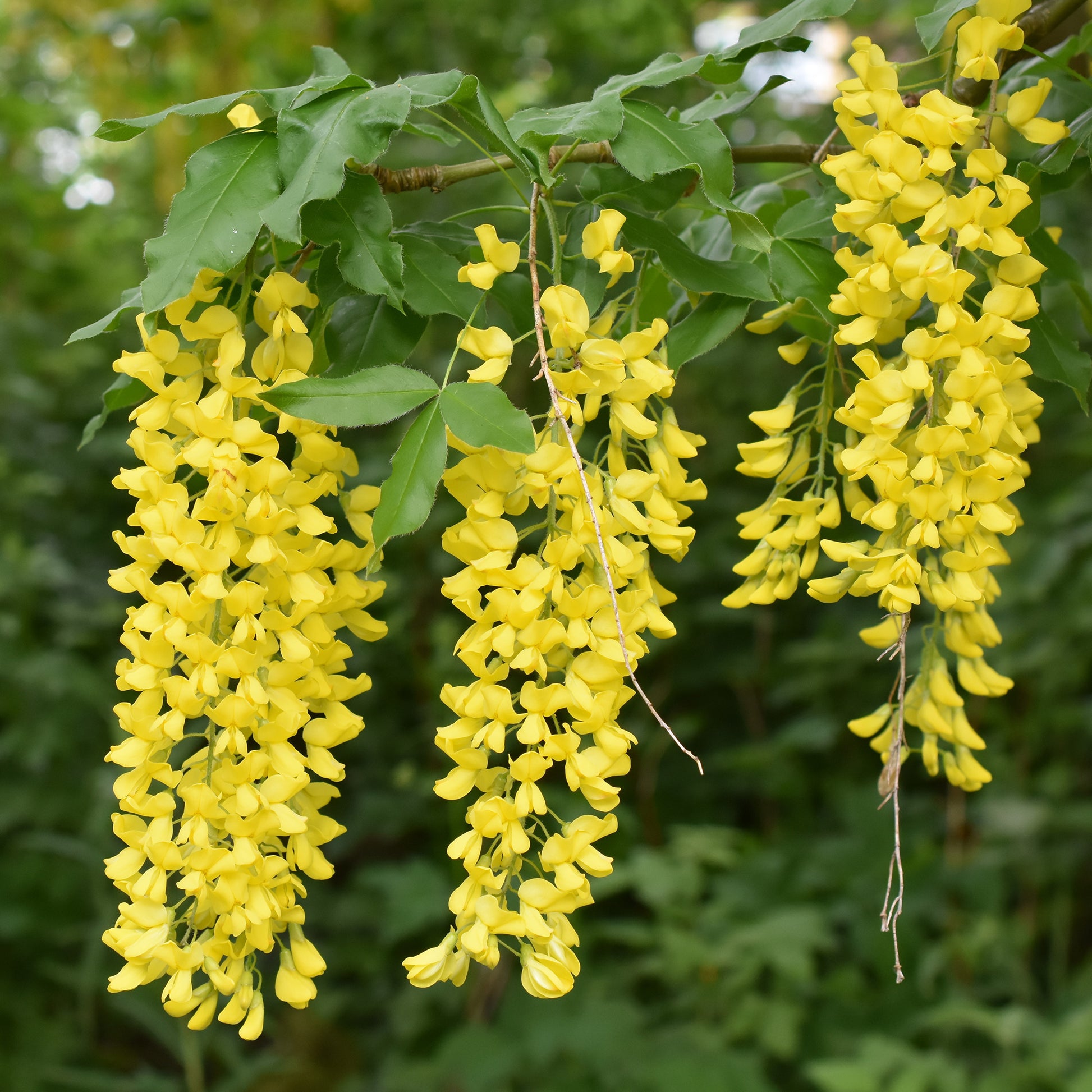 Cytise faux ébénier - Cytise à grappes - Laburnum anagyroides - Bakker