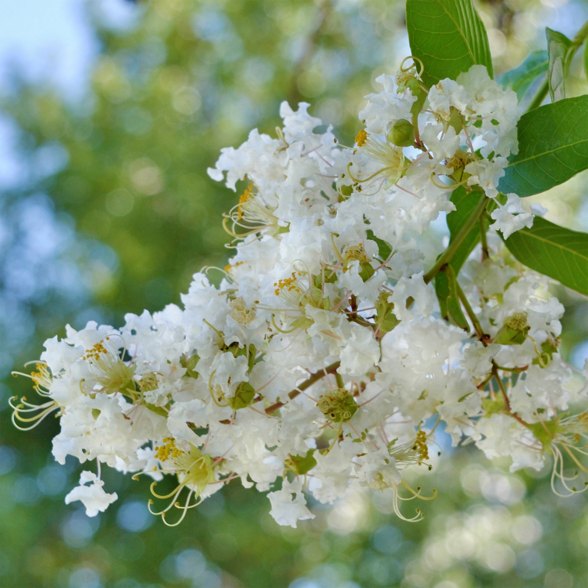 Lagerstroemia indica Natchez - Lilas des indes Natchez - Lilas des indes