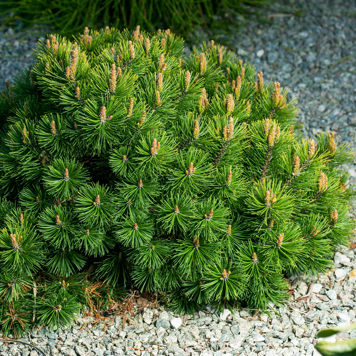 Pinus mugo - Pin des montagnes - Pin