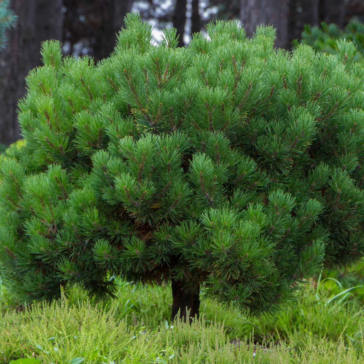 Pin - Pin des montagnes - Pinus mugo