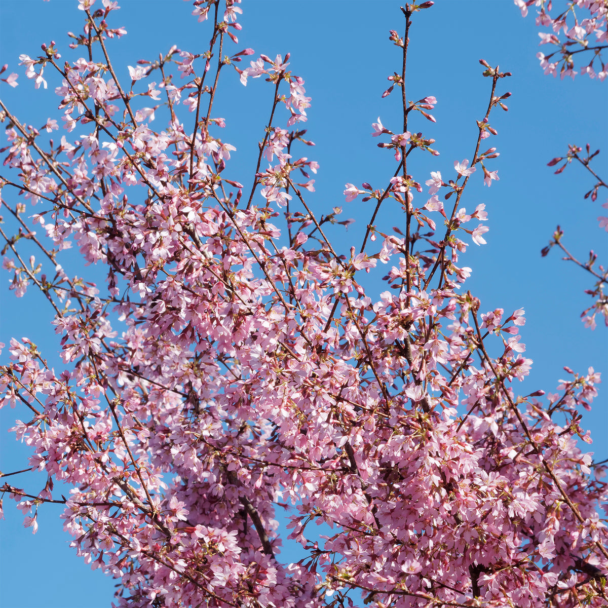 Cerisier à fleur du Japon nain Paean - Bakker