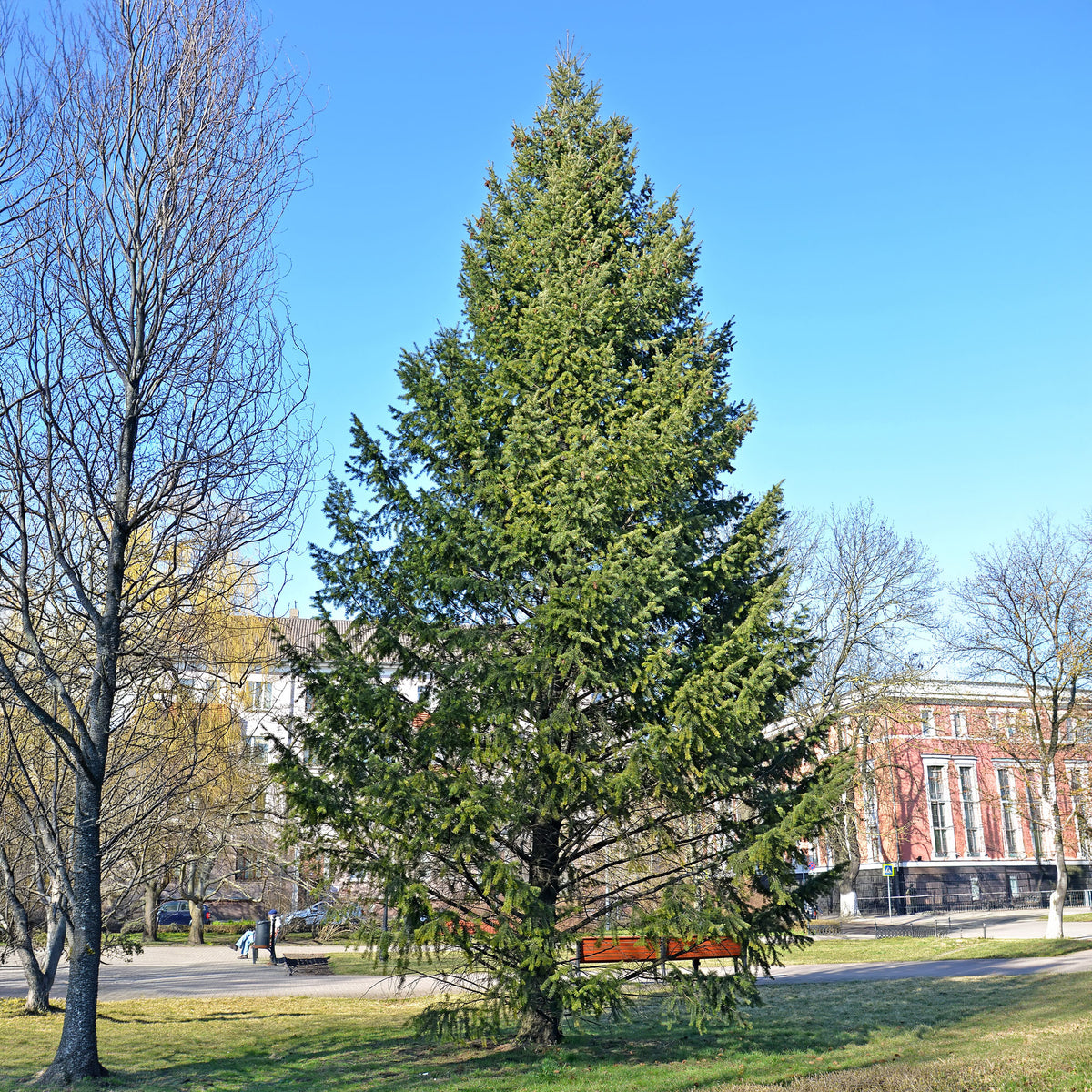 Conifères - Sapin de Douglas - Pseudotsuga menziesii