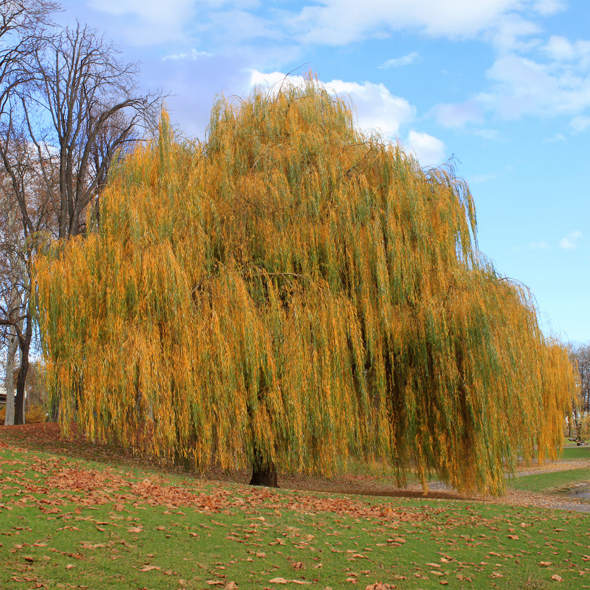 Saule pleureur - Saule - Bakker