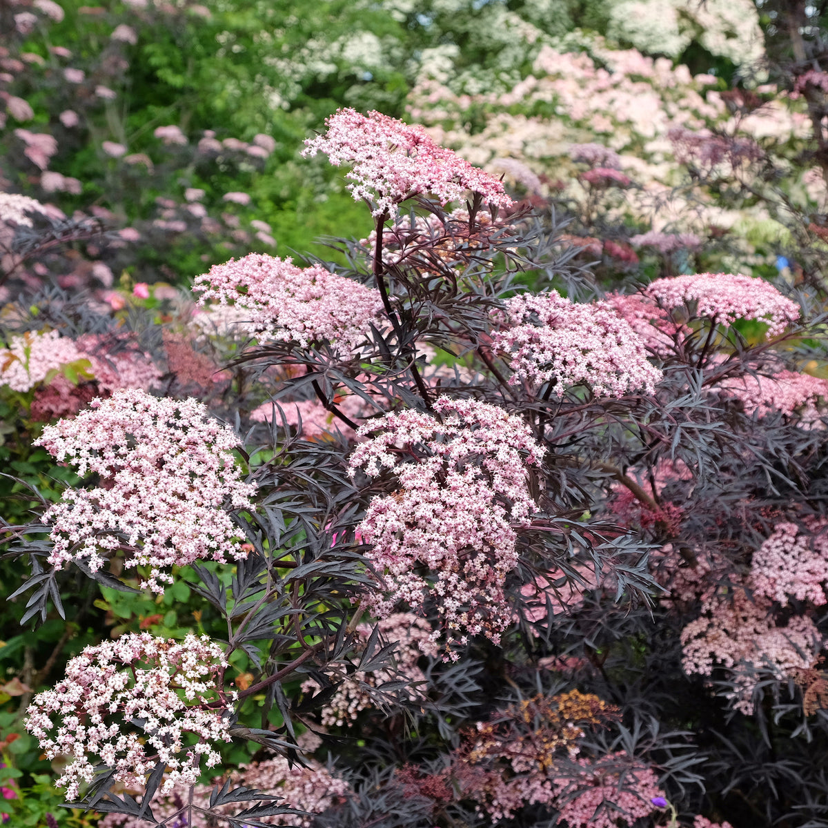 Sureau noir Black Lace® - Sambucus nigra Black Lace® - Bakker