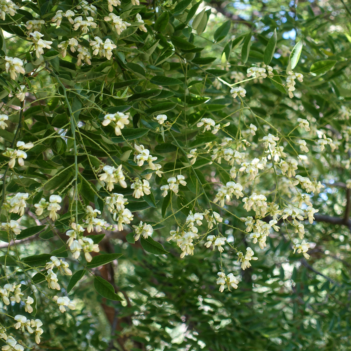 Arbres - Sophora du Japon - Sophora japonica
