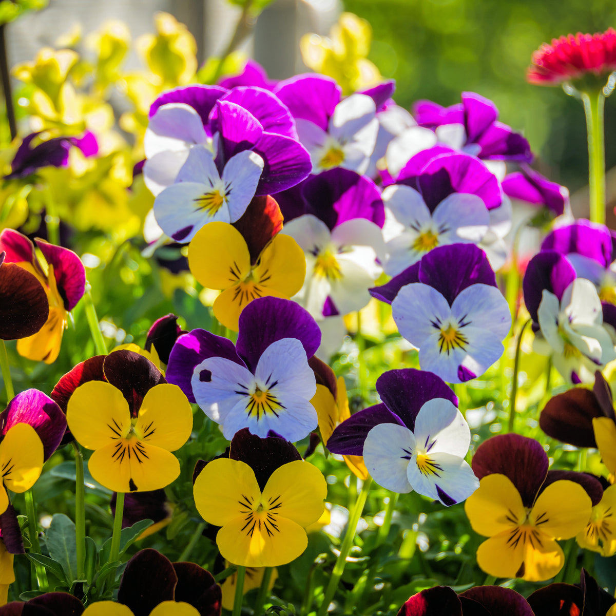 Violette cornue - Viola cornuta - Bakker