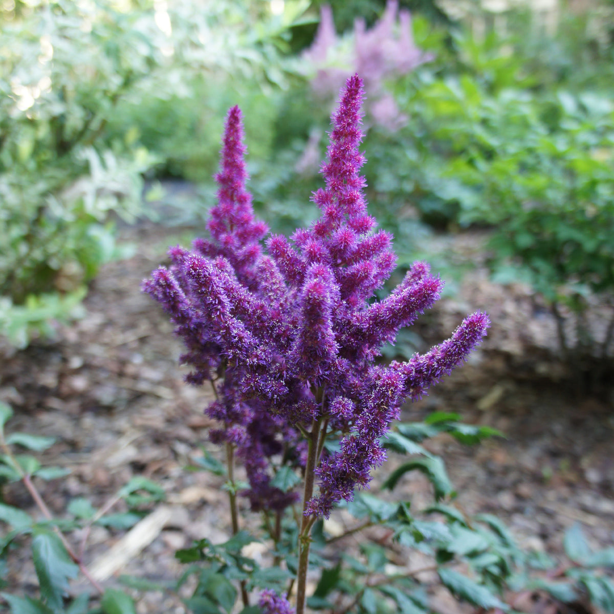 Astilbe Little Visions in Purple® - Astilbe chinensis Little Vision in Purple ® - Bakker