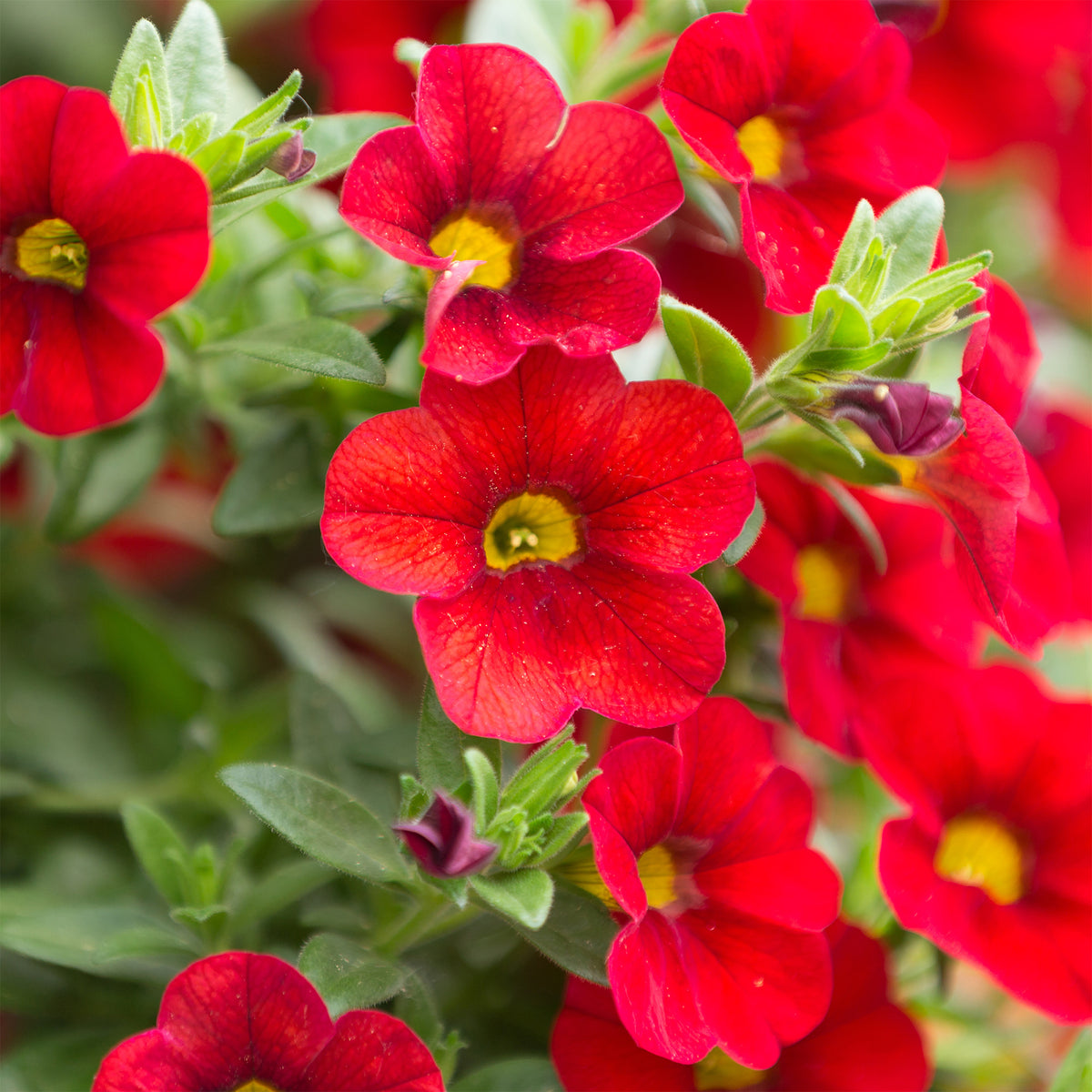 Mini-pétunia rouges - Calibrachoa hybride red - Bakker