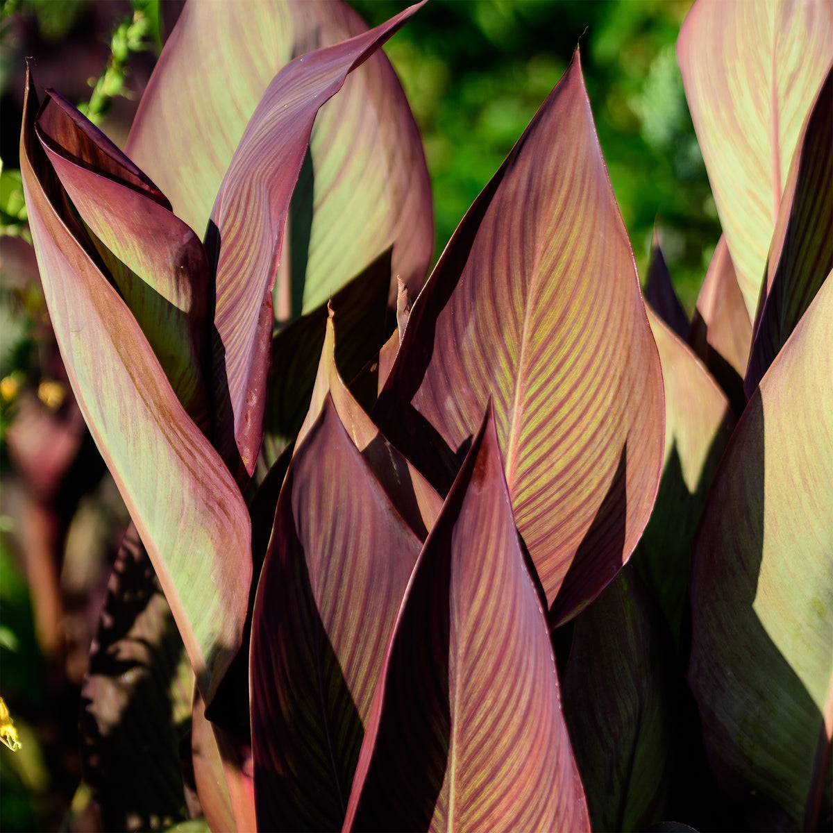 Canna Angélique - Canna indica Angelique - Bakker