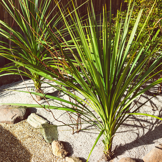 Cordyline australe - Bakker