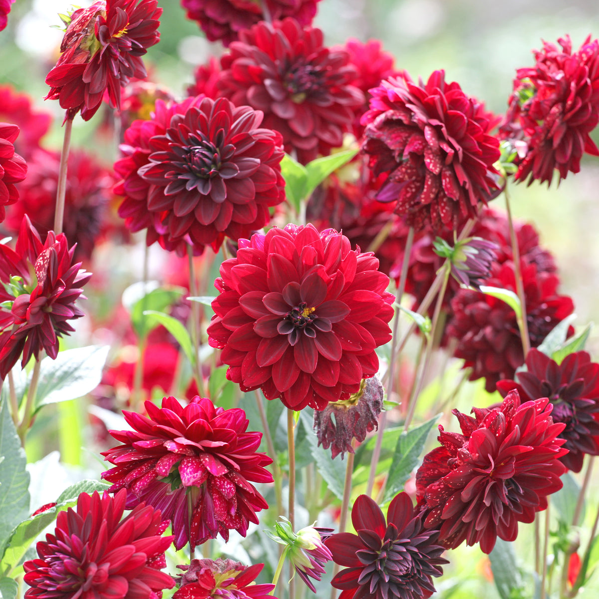 Dahlia décoratif Arabian Night - Dahlia Arabian Night - Bakker