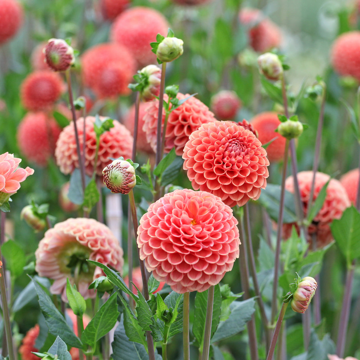 Dahlia ball Cornel Bronze - Bakker