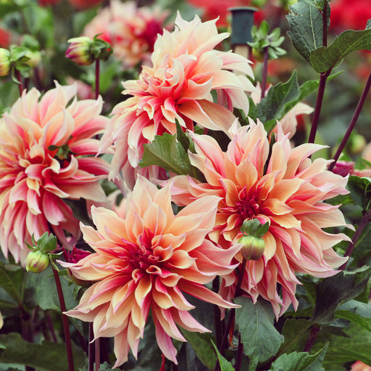 Dahlia décoratifs Labyrinth - Bakker