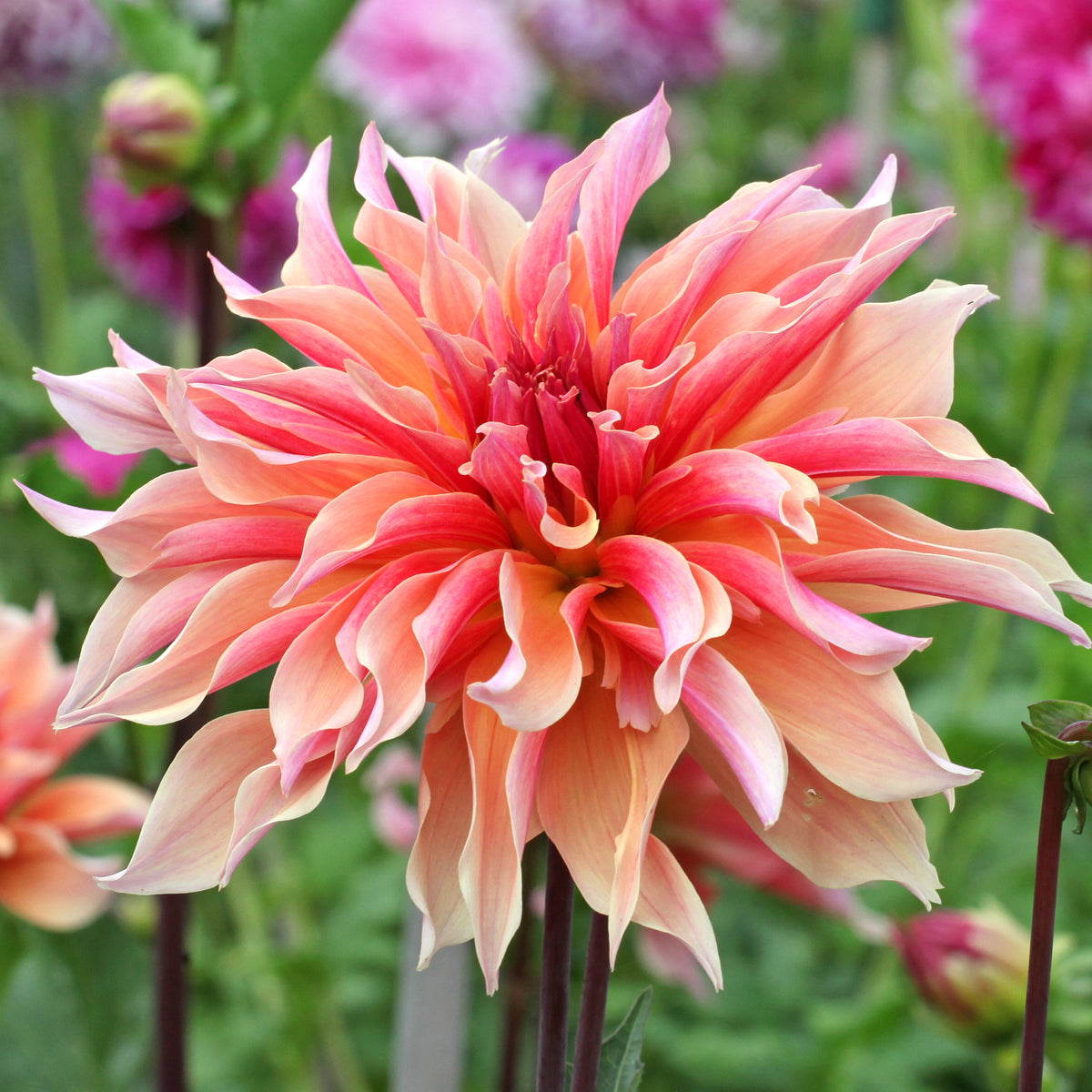Dahlia décoratifs Labyrinth