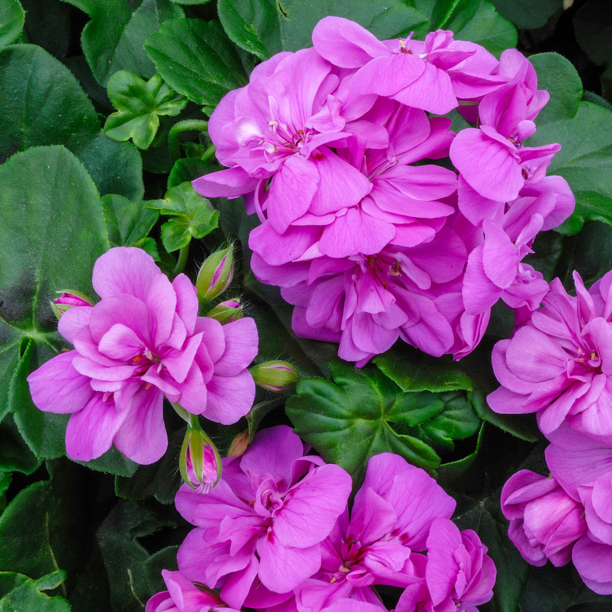 Géranium lierre double Lilas - Pelargonium peltatum lilac - Bakker