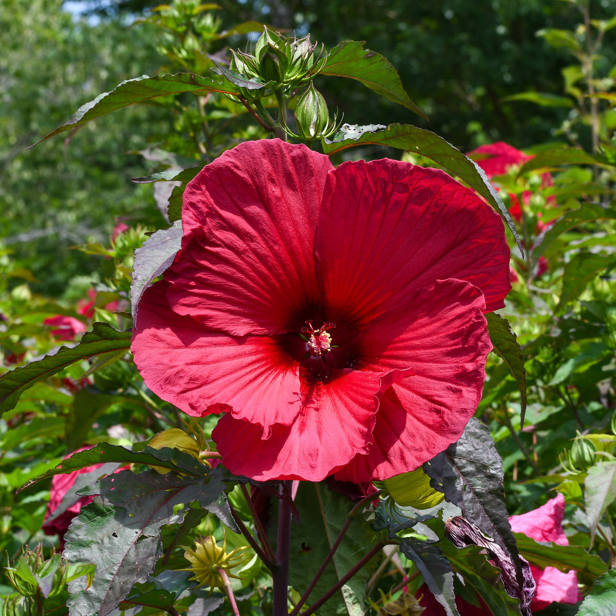 Hibiscus des marais Carrousel® Geant Red - Bakker