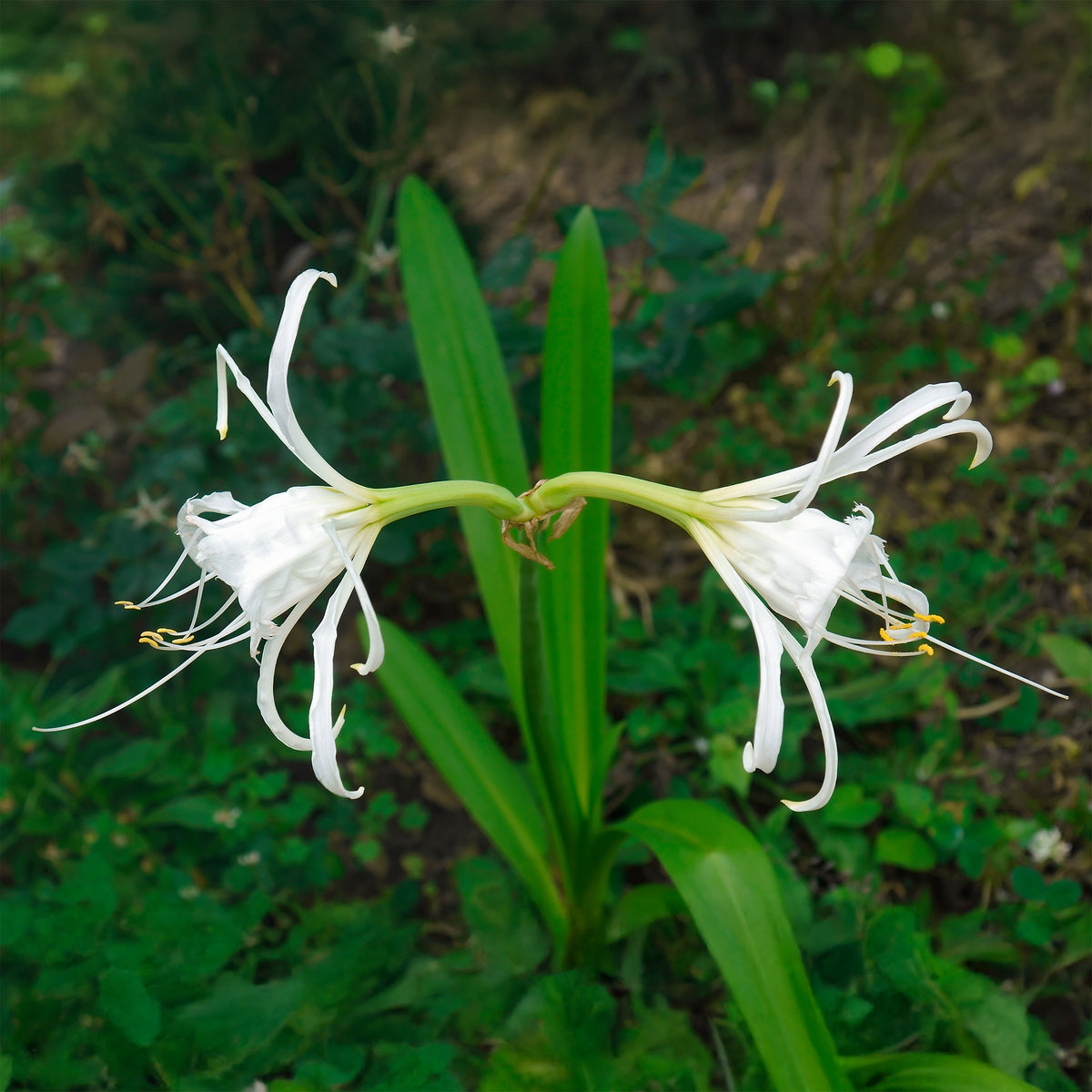 3 Ismènes Festalis - Lis araignée - Hymenocallis x festalis - Bakker