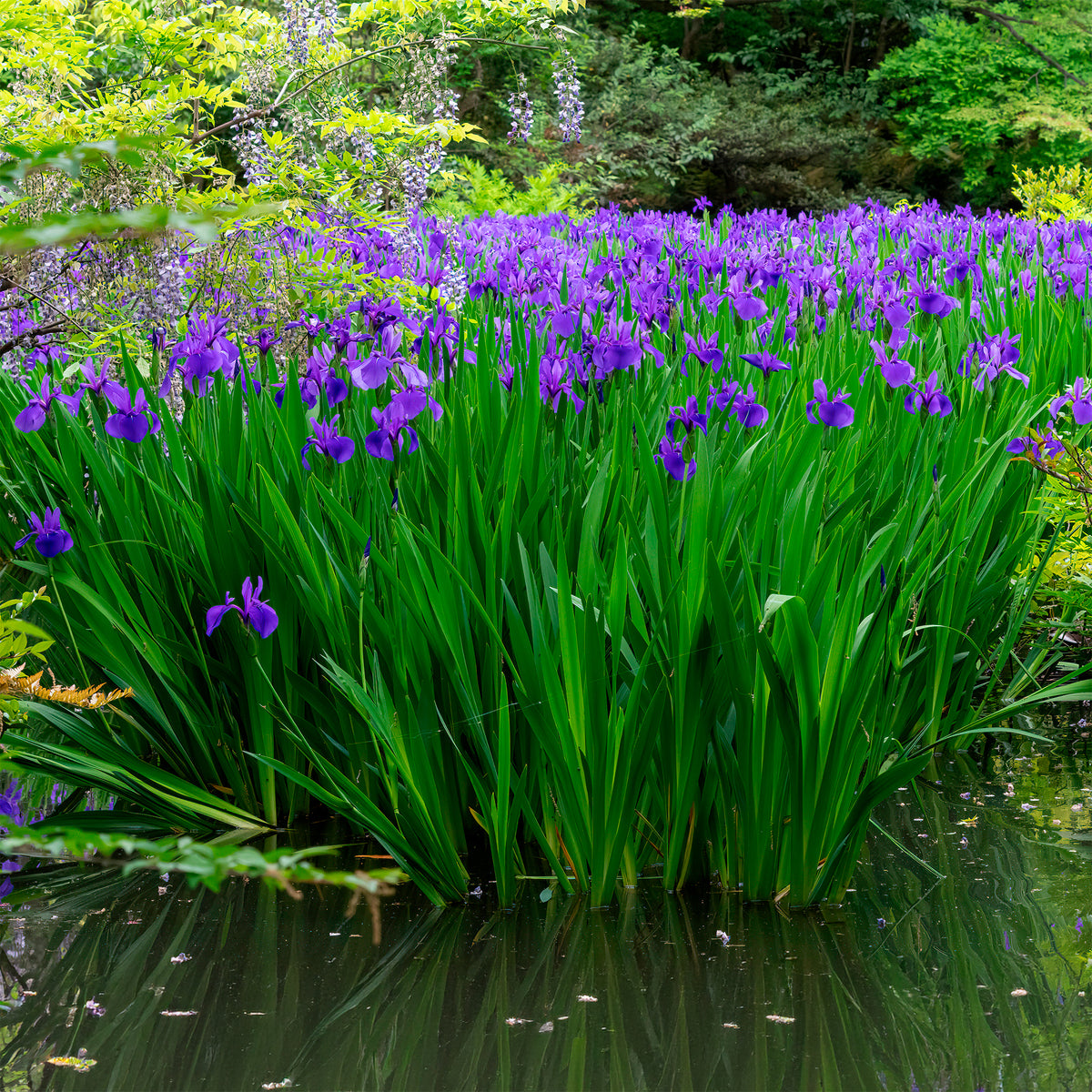 Iris des marais à fleurs bleues - Iris pseudacorus Blue - Bakker