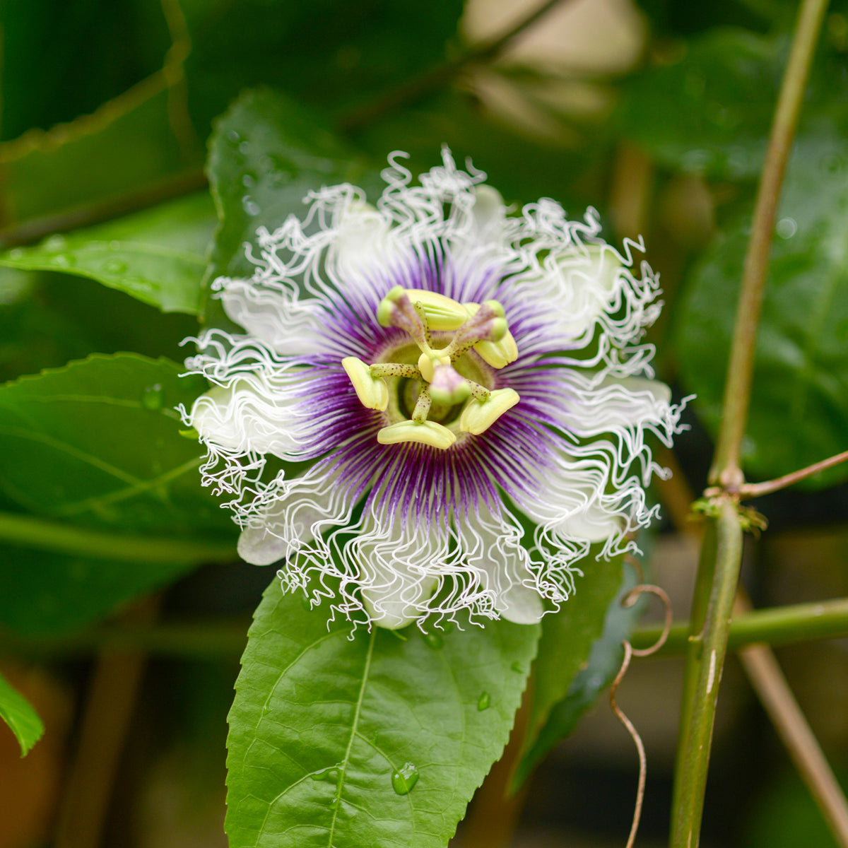 Fruit de la passion - Grenadille - Passiflora edulis - Bakker