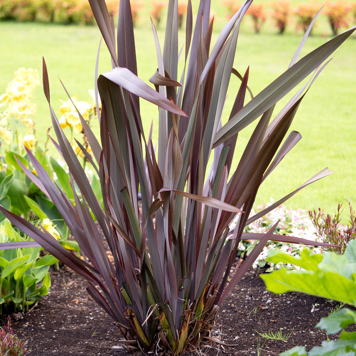 Phormium Black Adder ® - Lin de Nouvelle-Zélande - Phormium tenax Black Adder ® - Bakker