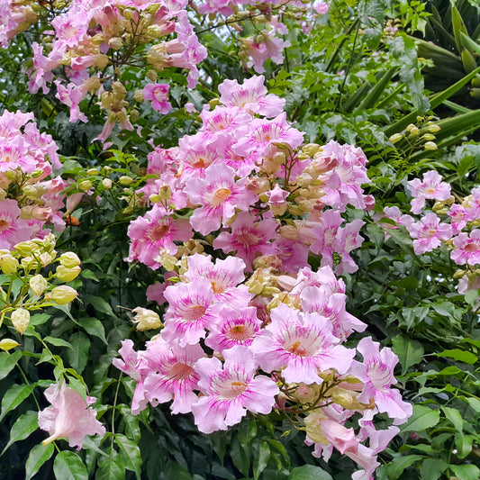 Bignone rose Comtesse Sarah - Bakker