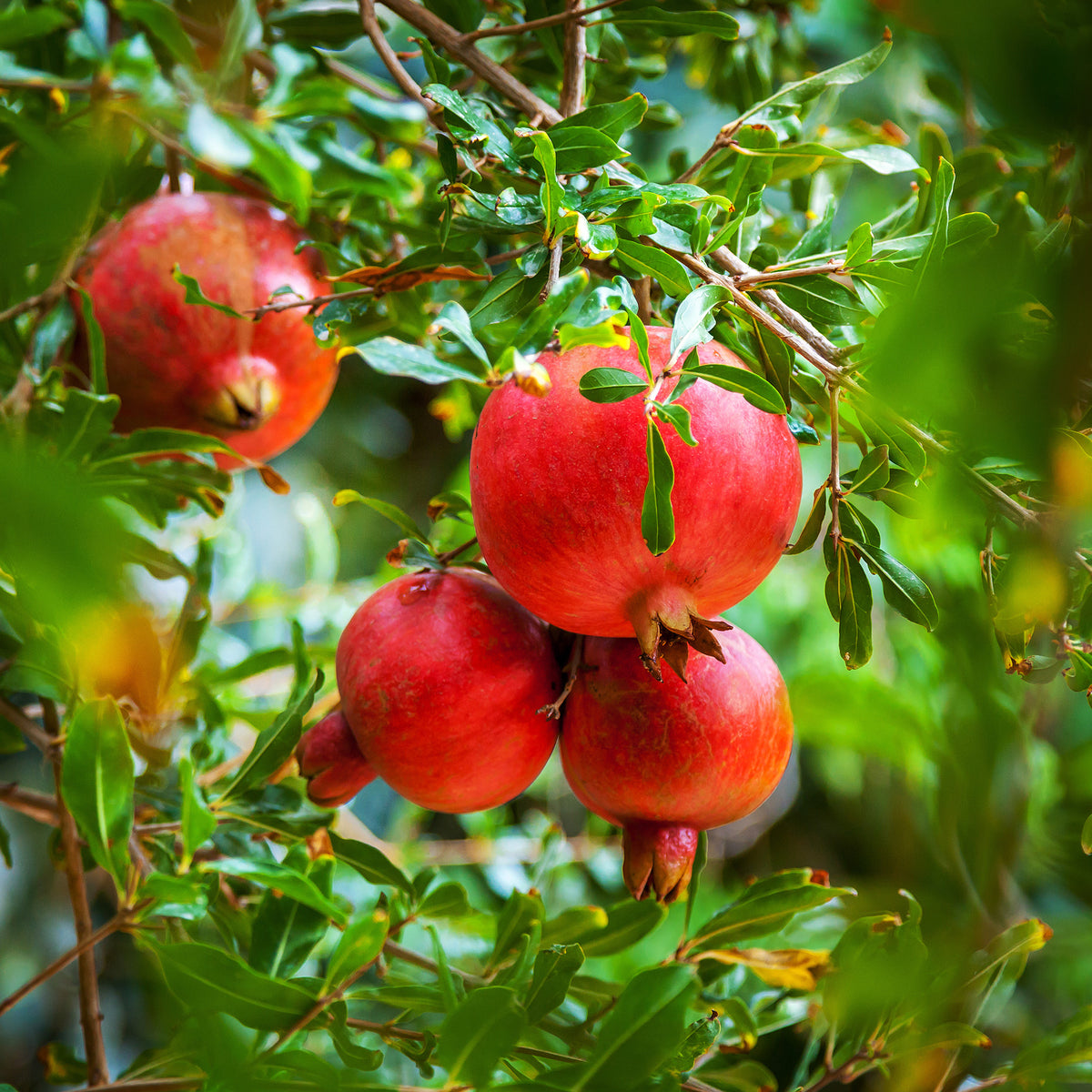 Punica granatum - Grenadier à fruits - Grenadier