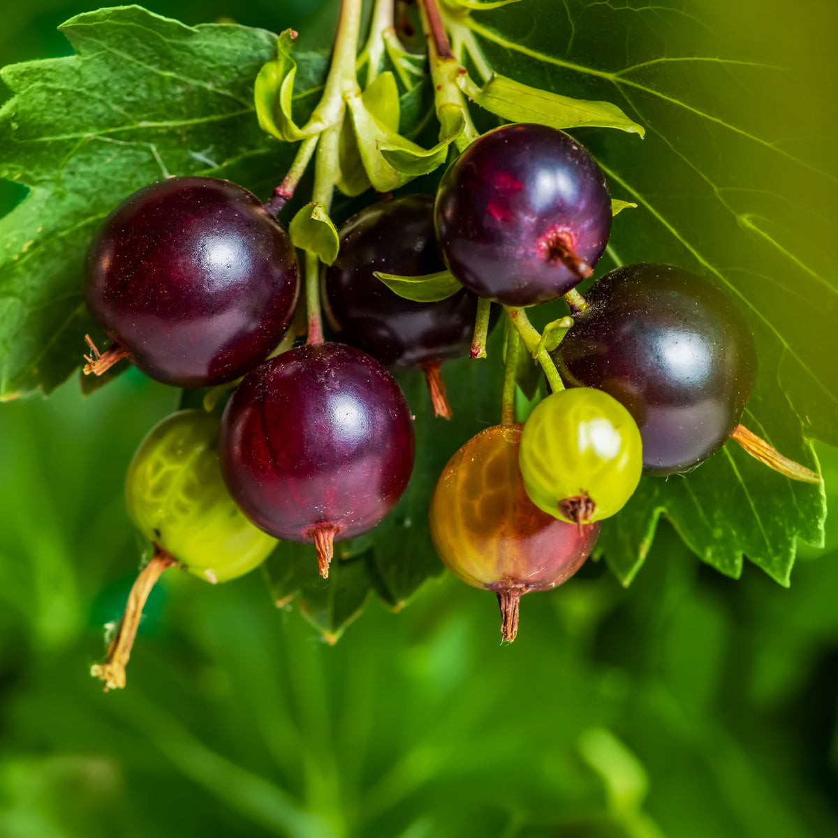 Cassissiers - Casseiller Josta - Ribes nidigrolaria Josta
