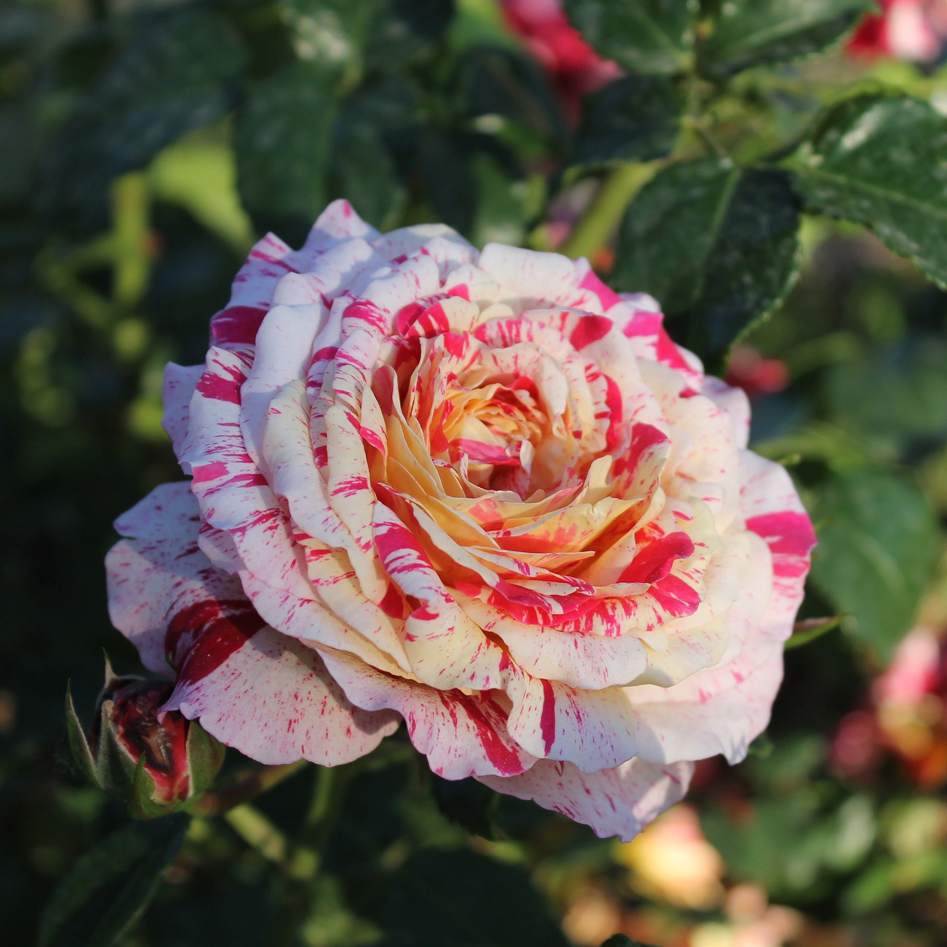 Rosiers - Rosier buisson Abracadabra® Koramsaro - Rosa Abracadabra® Koramsaro